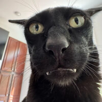 Byrben avatar